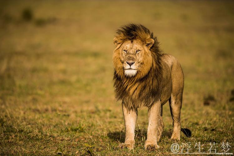 “克努佩尔砍下33分无力回天 公牛129-126击败黄蜂终结连败”